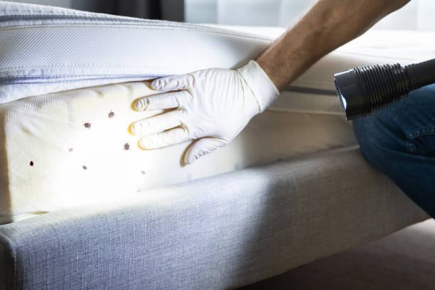 Reliable Osage City, KS Pest Control Solutions